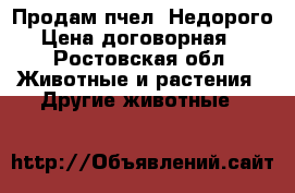 Продам пчел. Недорого. Цена договорная. - Ростовская обл. Животные и растения » Другие животные   